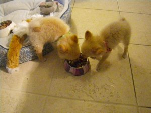 Even in the beginning, they loved to share their food