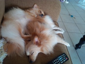jack n lilly - jan 12 2014 - nap day with crazy hair