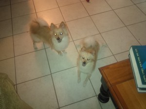 Jack n Lilly Jan 8 2014 10 mos , 1 day